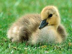 Canada Gosling